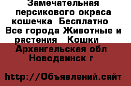 Замечательная персикового окраса кошечка. Бесплатно - Все города Животные и растения » Кошки   . Архангельская обл.,Новодвинск г.